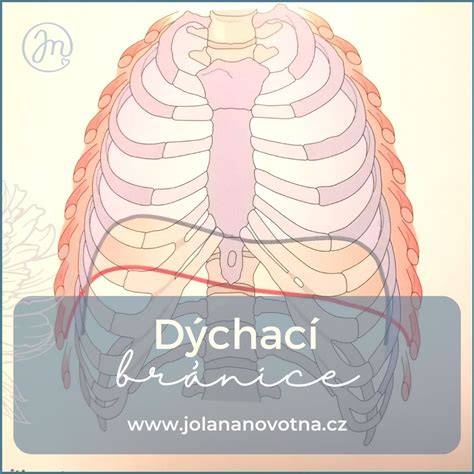 Infografika: Vztah diastázy, pánevního dna a bránice během těhotenství