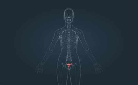 anatomický nákres ženských pohlavních orgánů se zaměřením na svalstvo pánevního dna