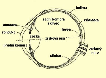 Schéma oka s vyznačením makuly