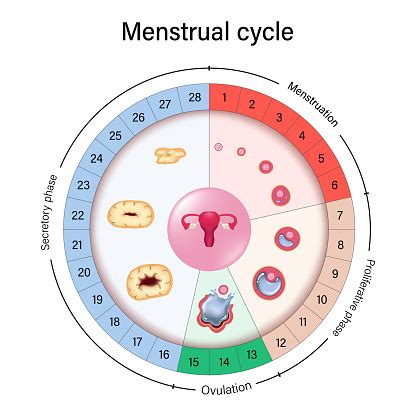 Ilustrace menstruačního cyklu s vyznačenými fázemi a ovulací
