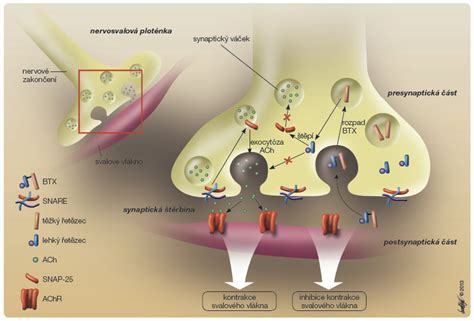 Schéma nervosvalové ploténky znázorňující uvolnění acetylcholinu a jeho vazbu na receptor