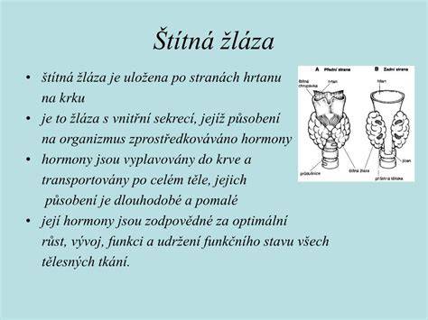 Infografika: Hormony štítné žlázy a jejich vliv na vývoj plodu