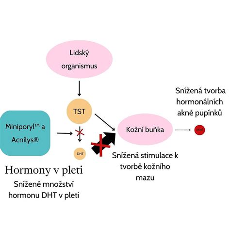 schematické znázornění hormonální regulace laktace u žen