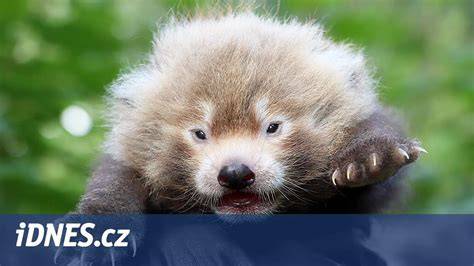 Infografika: Stručný přehled reprodukce velké a červené pandy