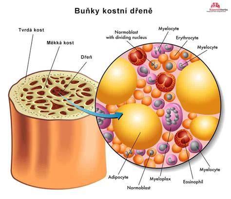 Obrázek 1: Hematopoéza v kostní dřeni - schematický nákres