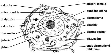 schéma stavby rostlinné a živočišné buňky s popisem organel