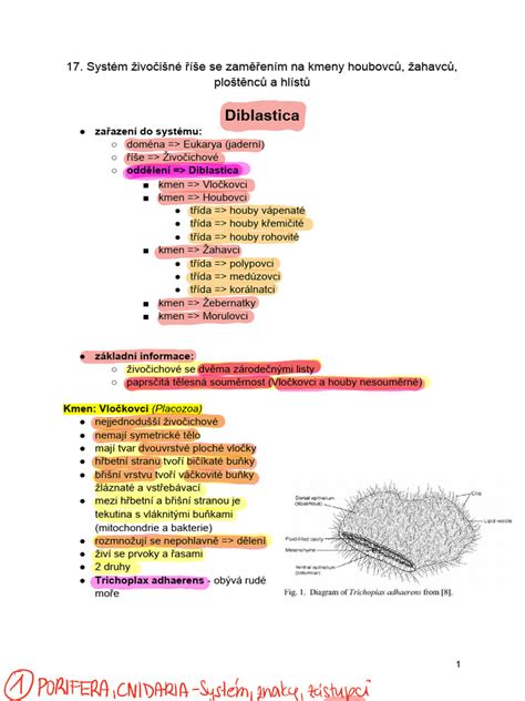 rozdělení živočišné říše do hlavních kmenů s příklady