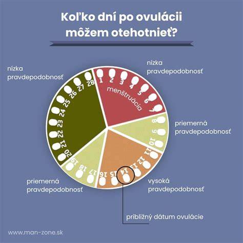 Infografika plodnosti, ovulace a plodného okna