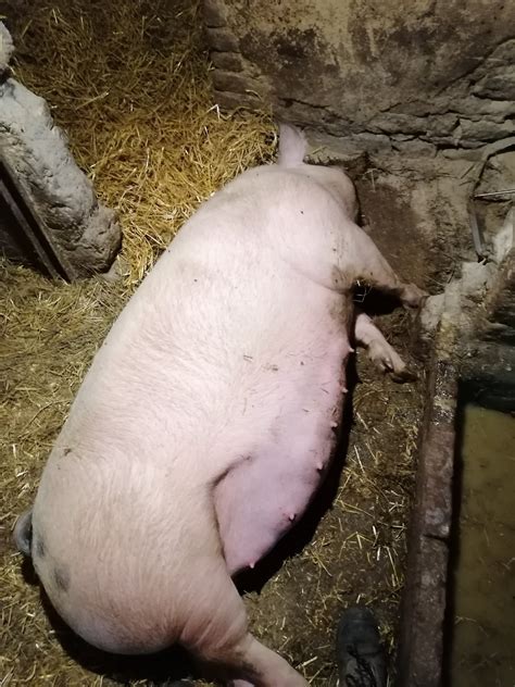 schéma průběhu porodu u prasnice