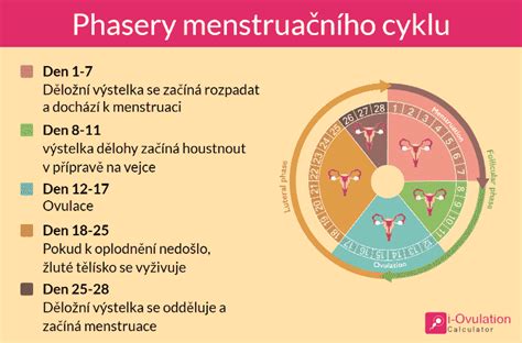 schéma ženského reprodukčního systému s vyznačením plodných dnů