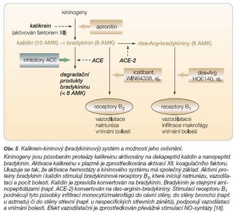 schéma mechanismu účinku inhibitorů ACE