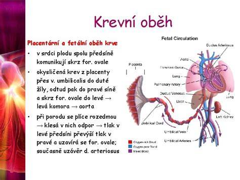 Infografika: fyziologie porodu placenty a krevní oběh matky a plodu