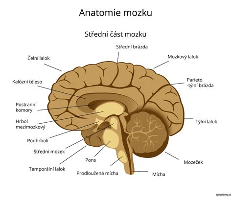 Schéma rozvoje mozkové kůry a hlavních struktur v prenatalní fázi