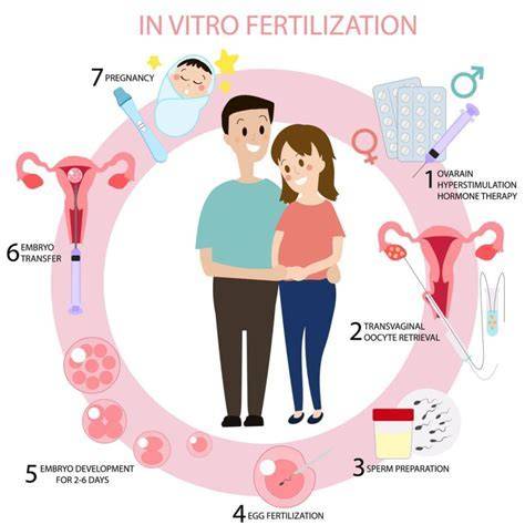 Infografika o procesu oplodnění, role sulfu v ochraně spermií, a průběh IVF cyklu