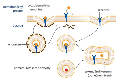 infografika zobrazující mechanismus účinku enzymů ve Wobenzymu