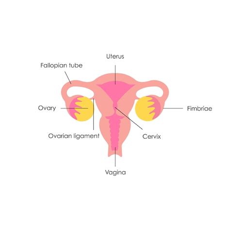 Infografika: anatomie ženské vagíny a mužského pohlavního orgánu