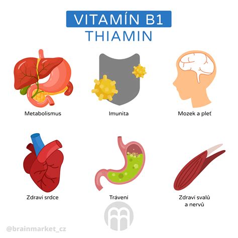infografika s přehledem vitamínů skupiny B a jejich funkcí