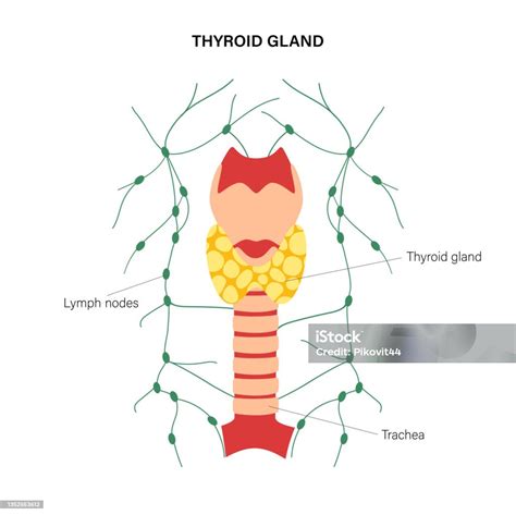 schematický nákres umístění štítné žlázy na krku