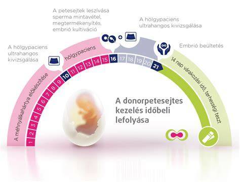 Infografika s průběhem IVF cyklu a klíčovými body