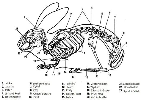 Schéma anatomie králíka s vyznačením pohlavních orgánů
