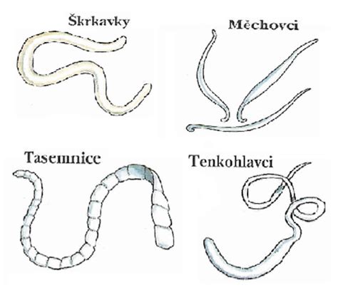 infografika znázorňující různé typy parazitů u koček a jejich životní cykly