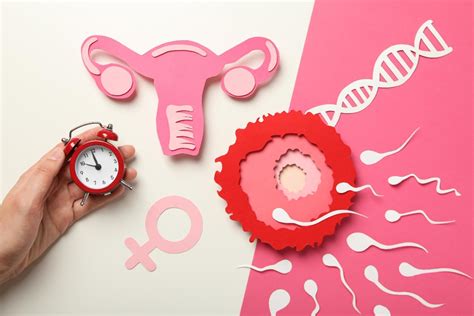 Infografika: Jak probíhá stimulace vaječníků a časování ovulace