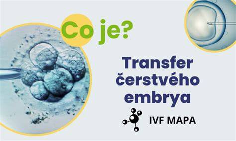 Infografika: Fáze IVF od stimulace po transfer embrya
